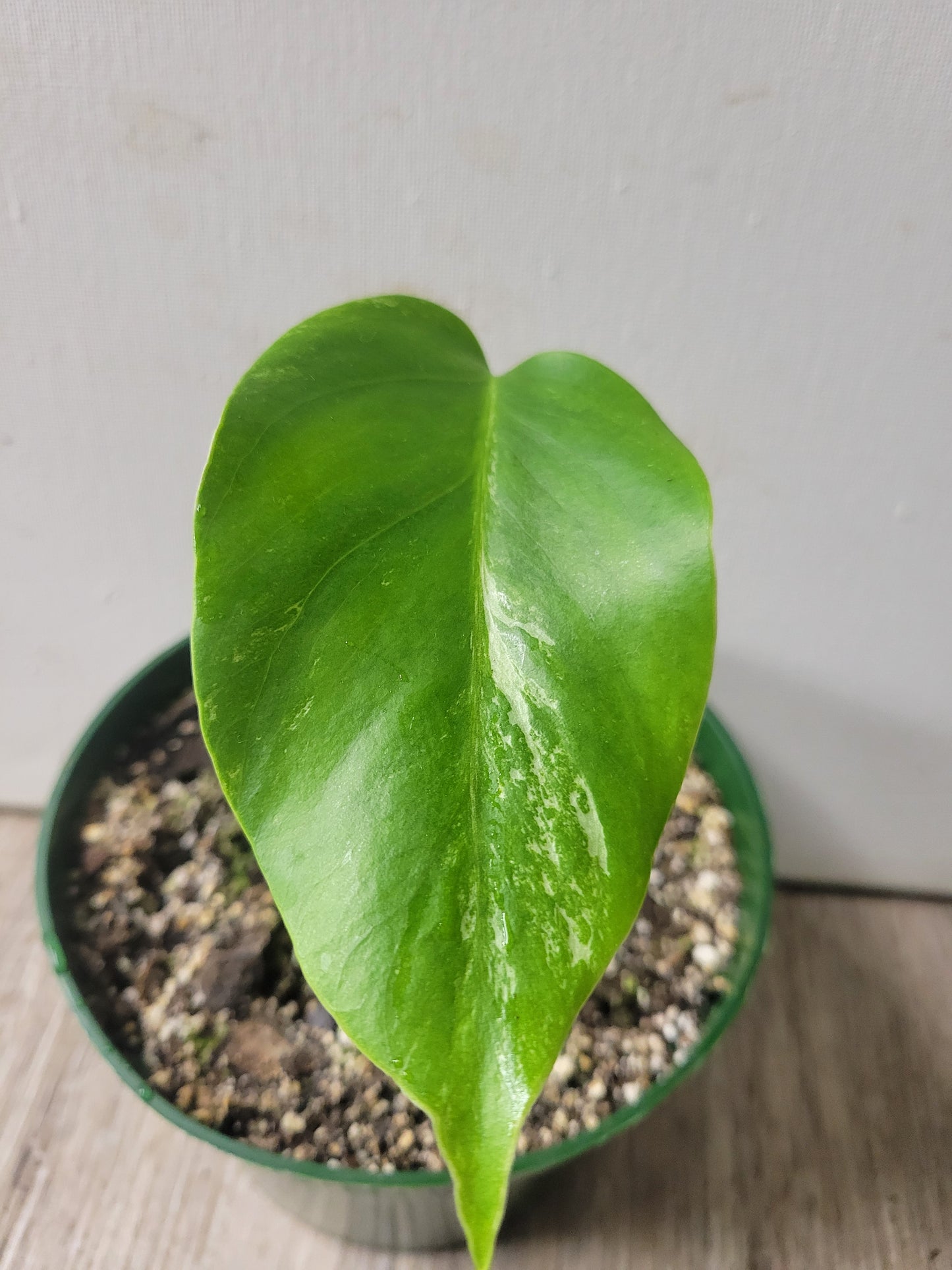 Monstera Albo 1