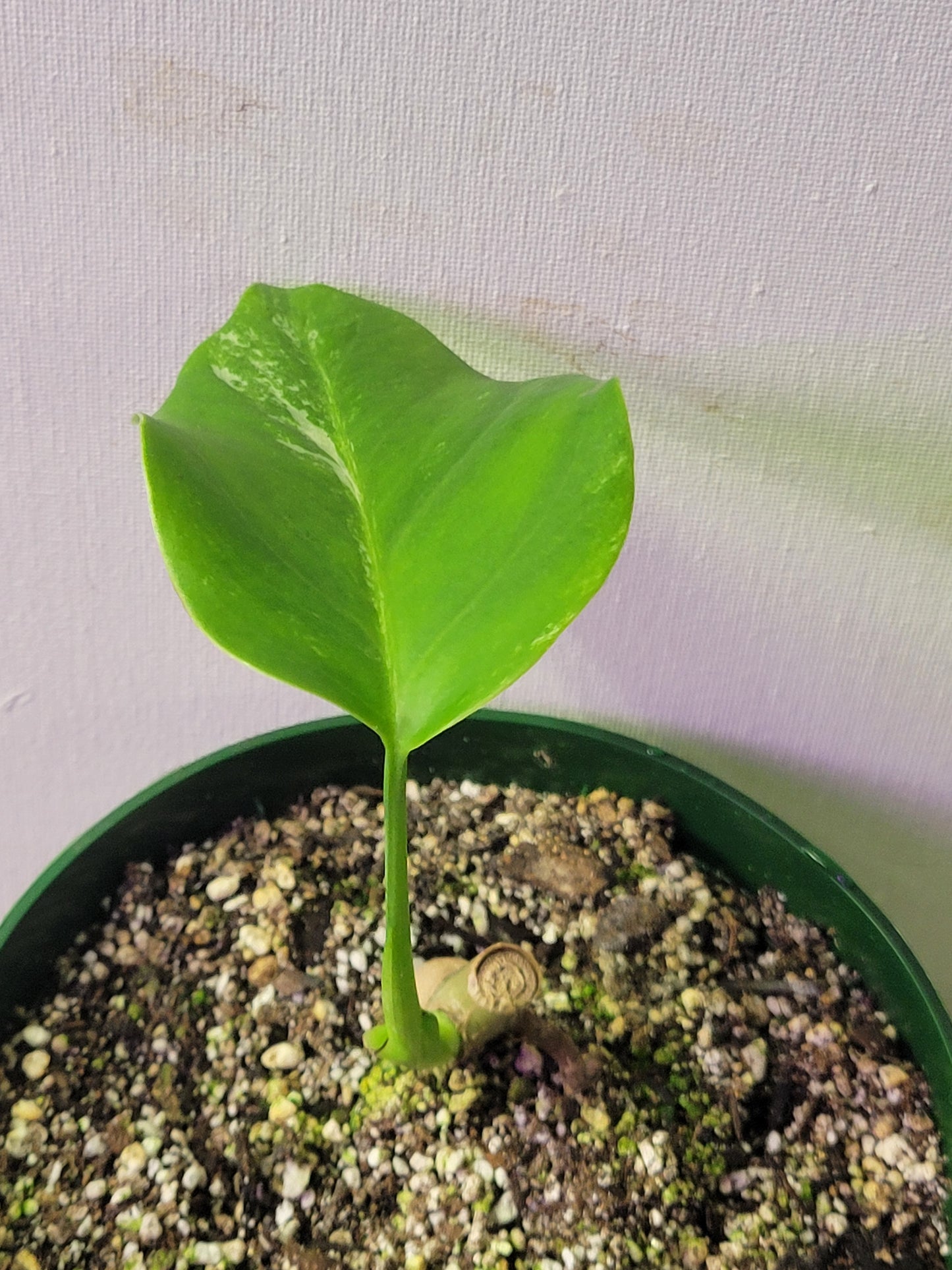 Monstera Albo 1