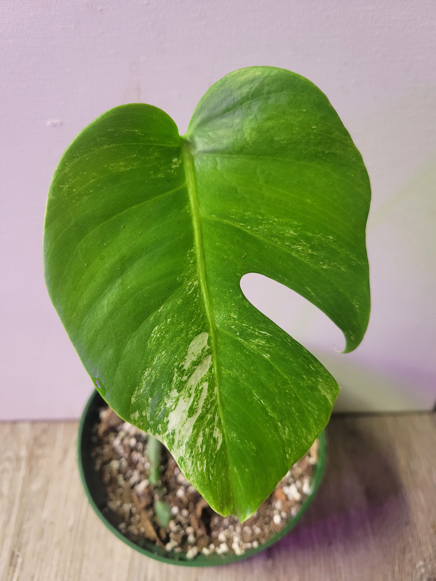 Monstera Albo 3