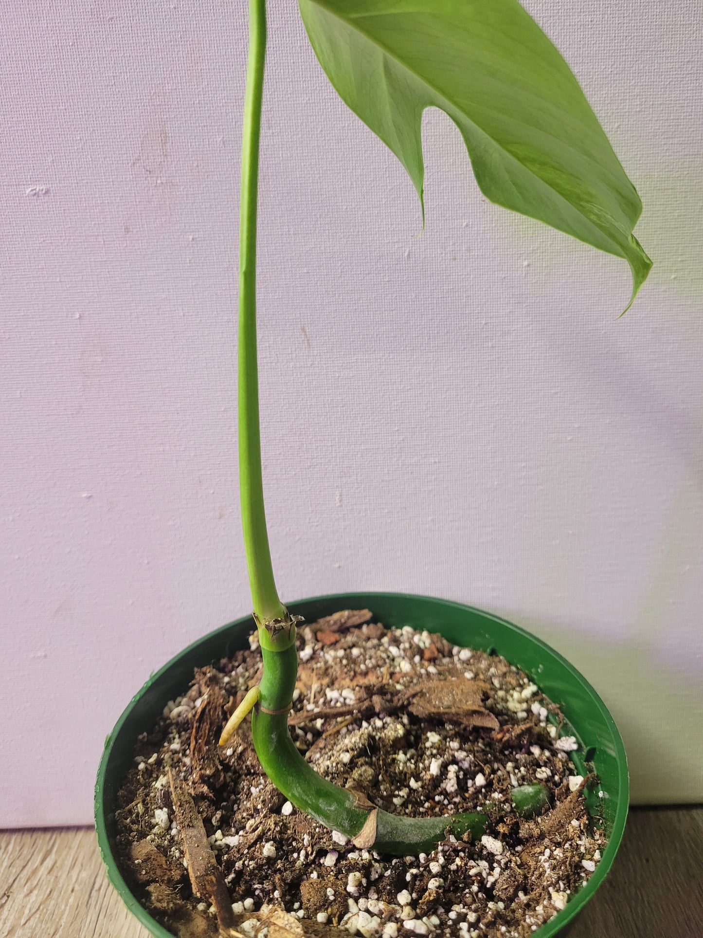 Monstera Albo 3