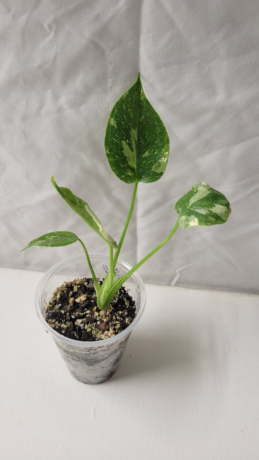 Monstera Thai Constellation #6