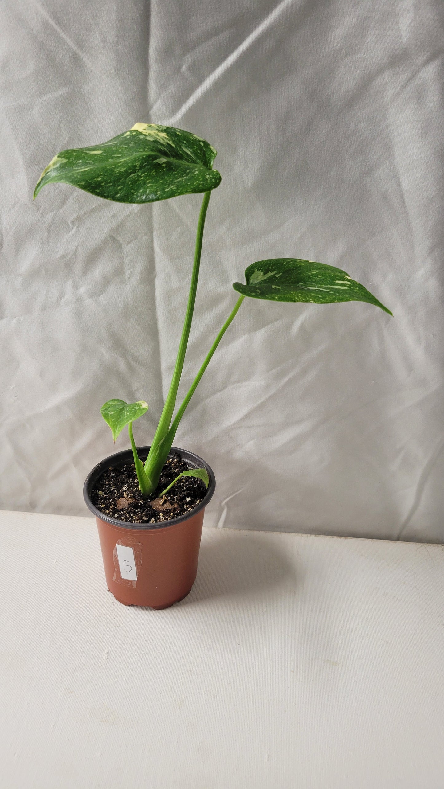 Monstera Thai Constellation #5