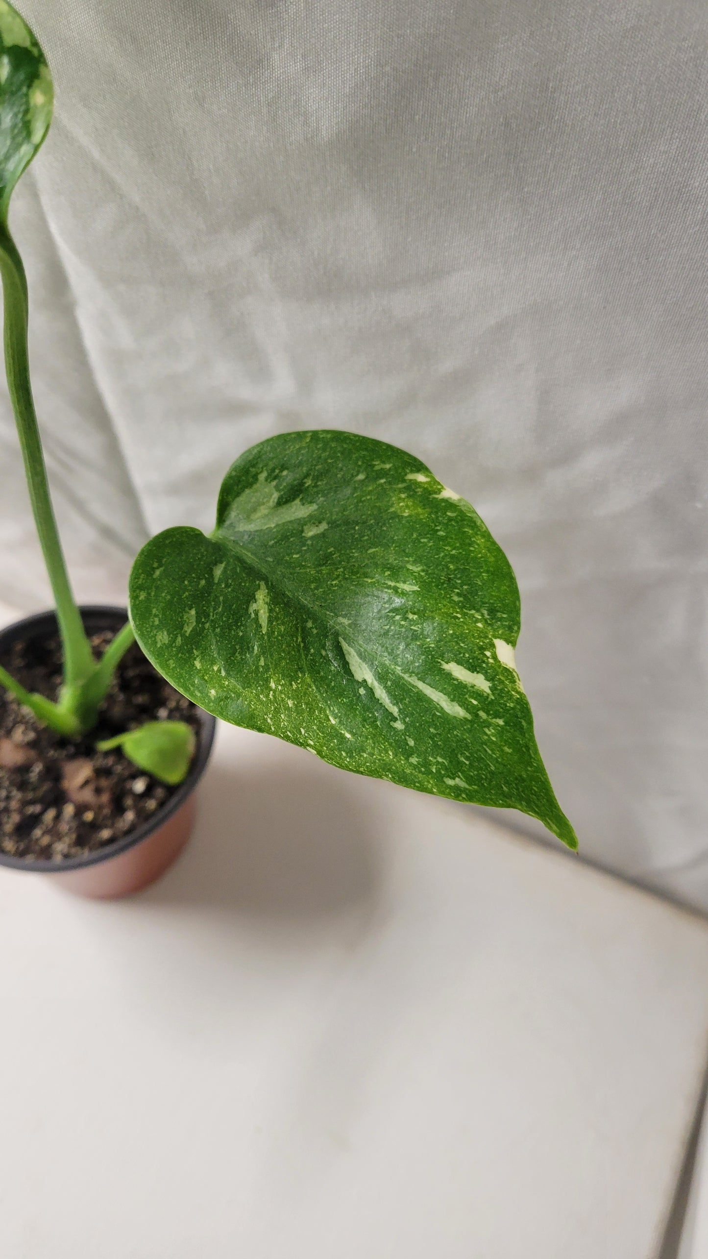 Monstera Thai Constellation #5