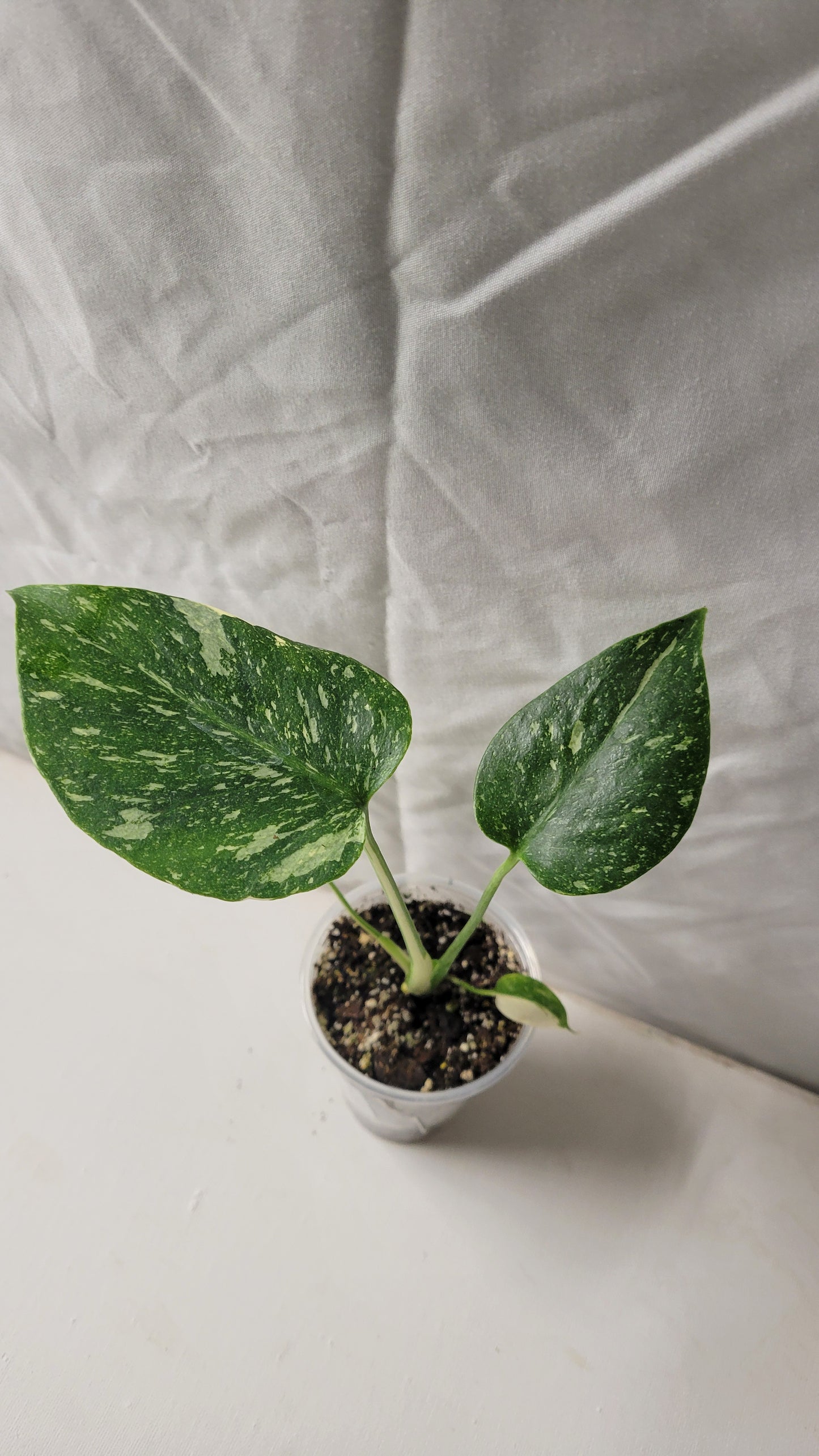 Monstera Thai Constellation #7