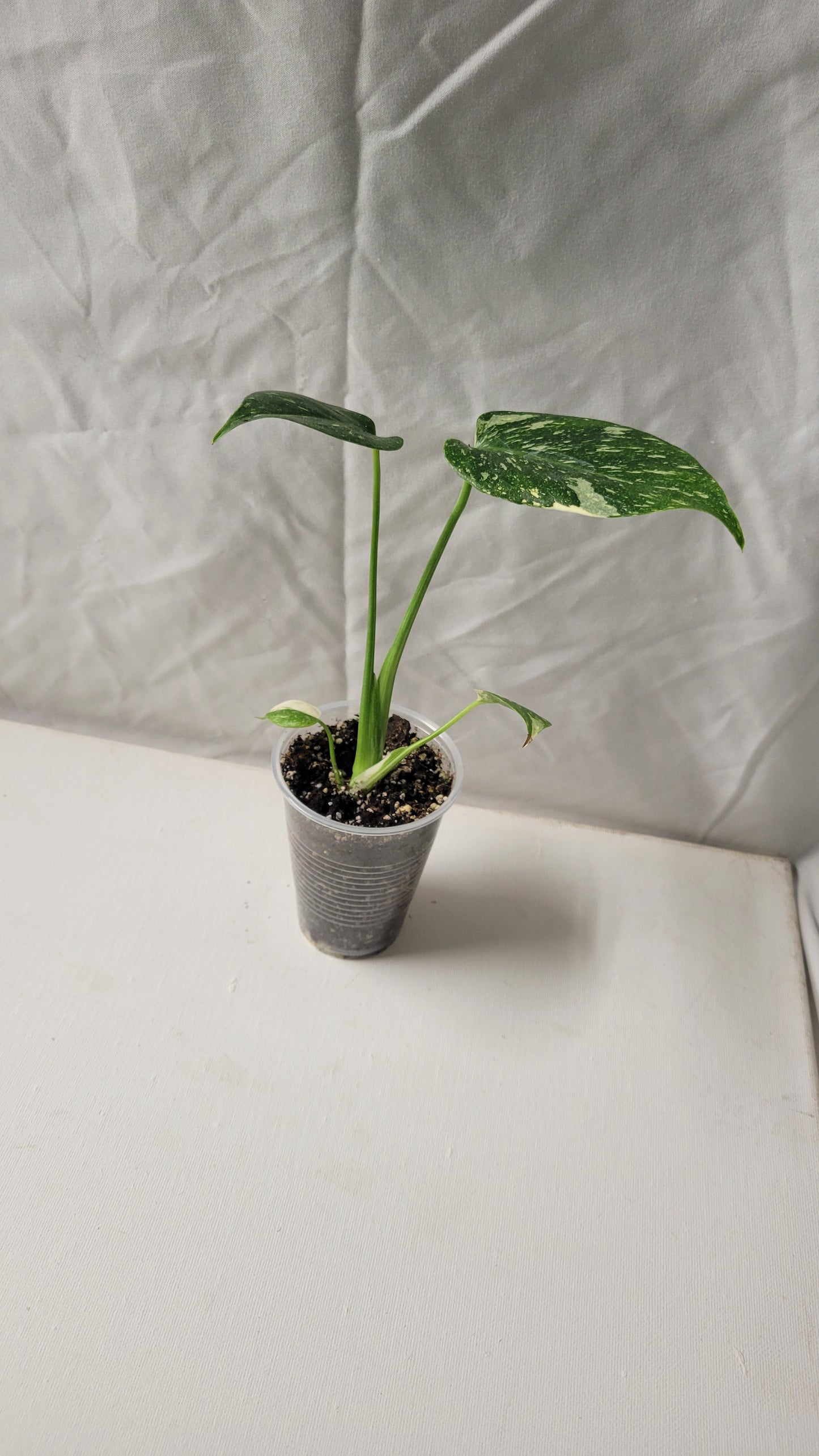 Monstera Thai Constellation #7