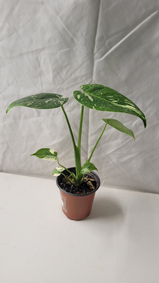 Monstera Thai Constellation #4