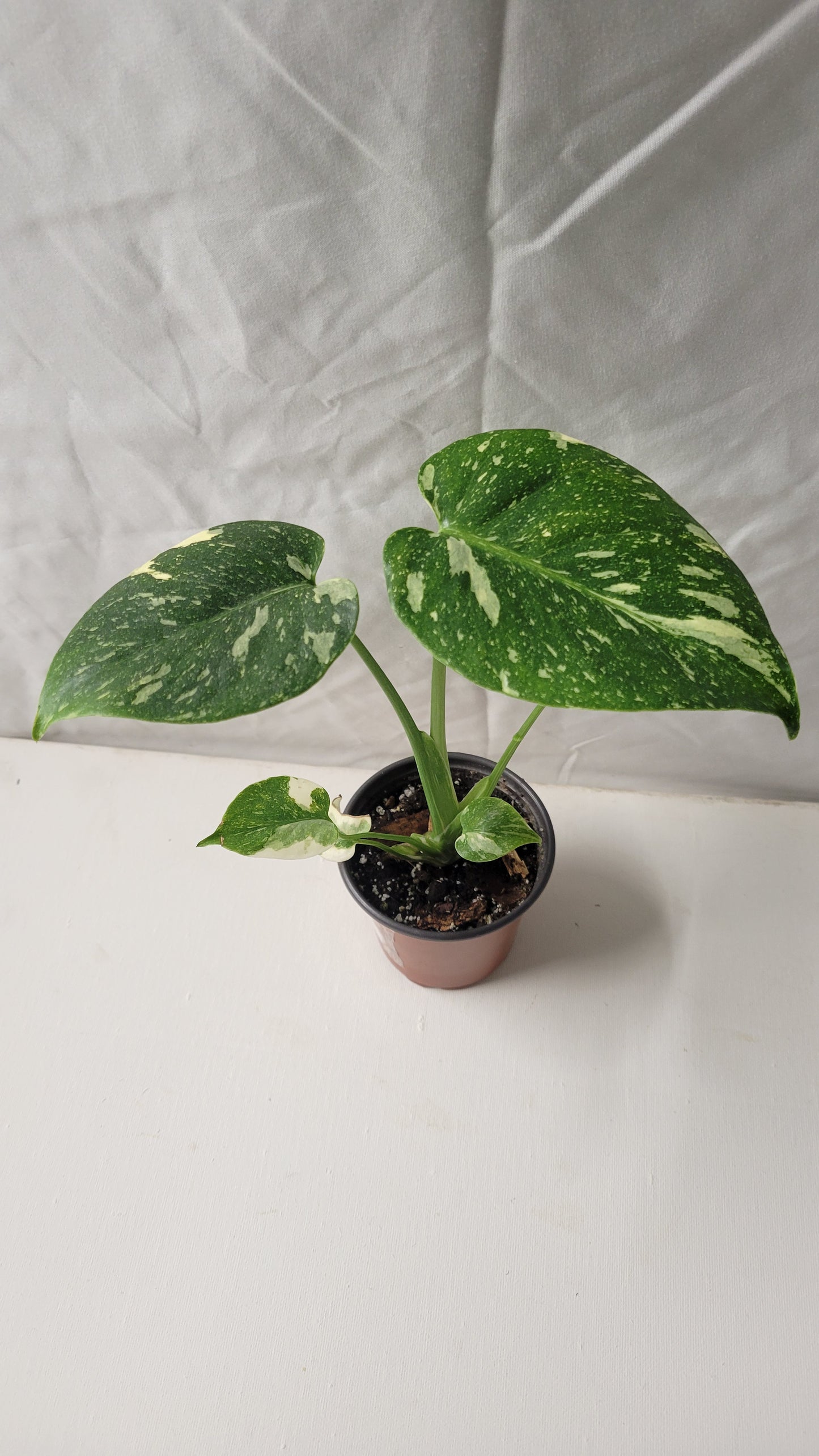 Monstera Thai Constellation #4