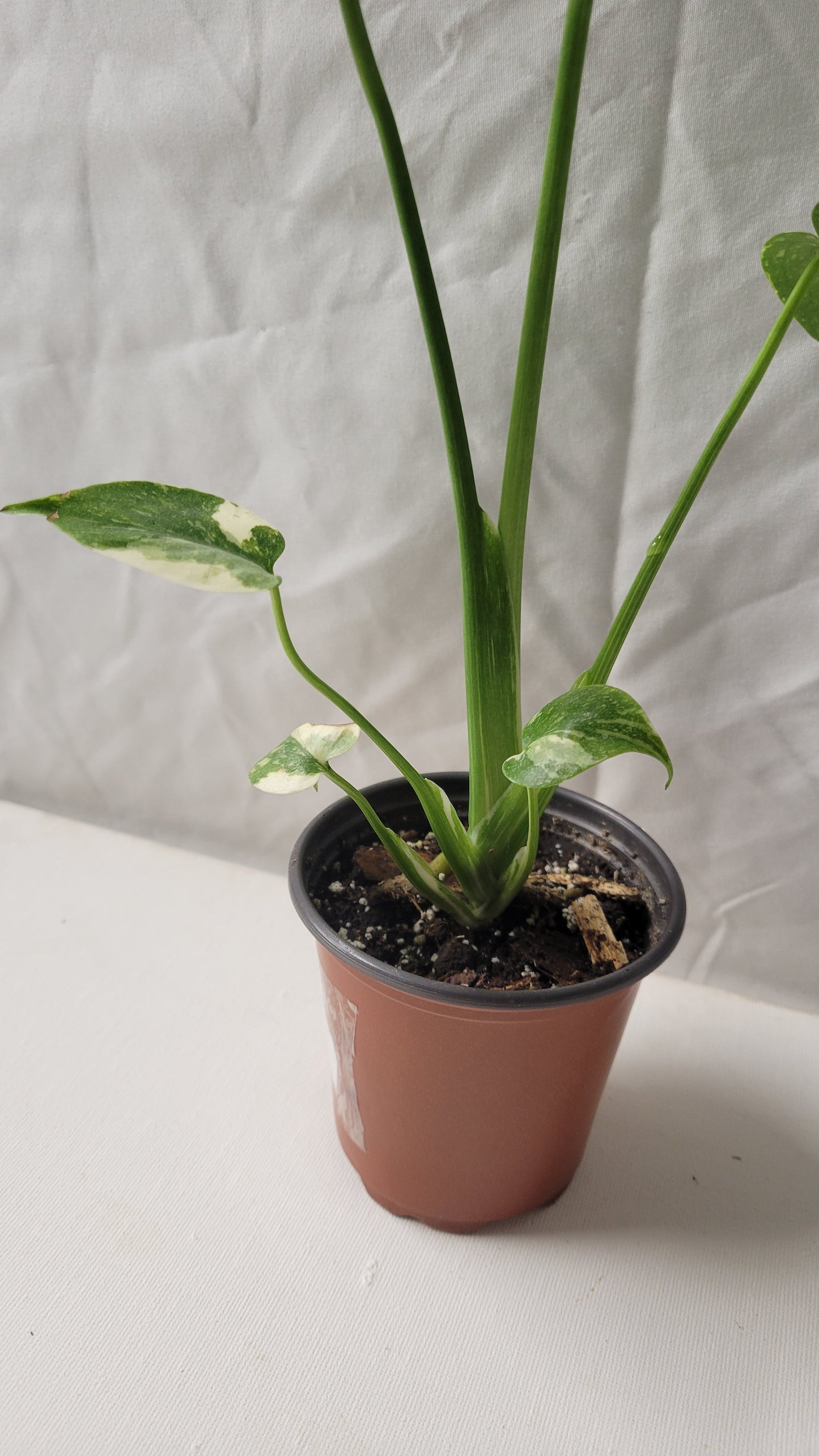 Monstera Thai Constellation #4