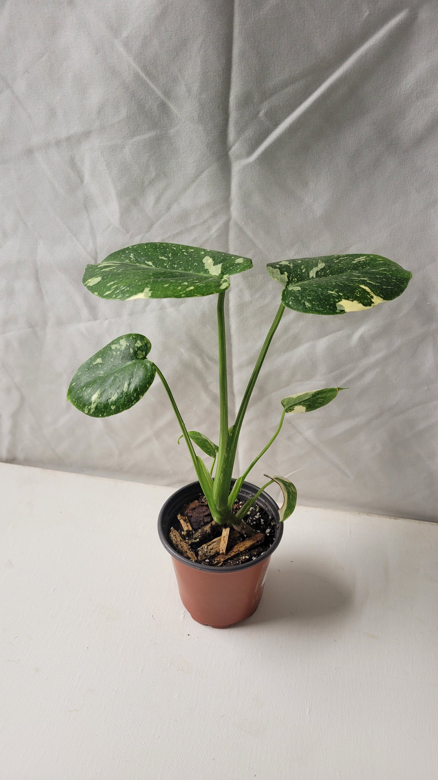 Monstera Thai Constellation #4