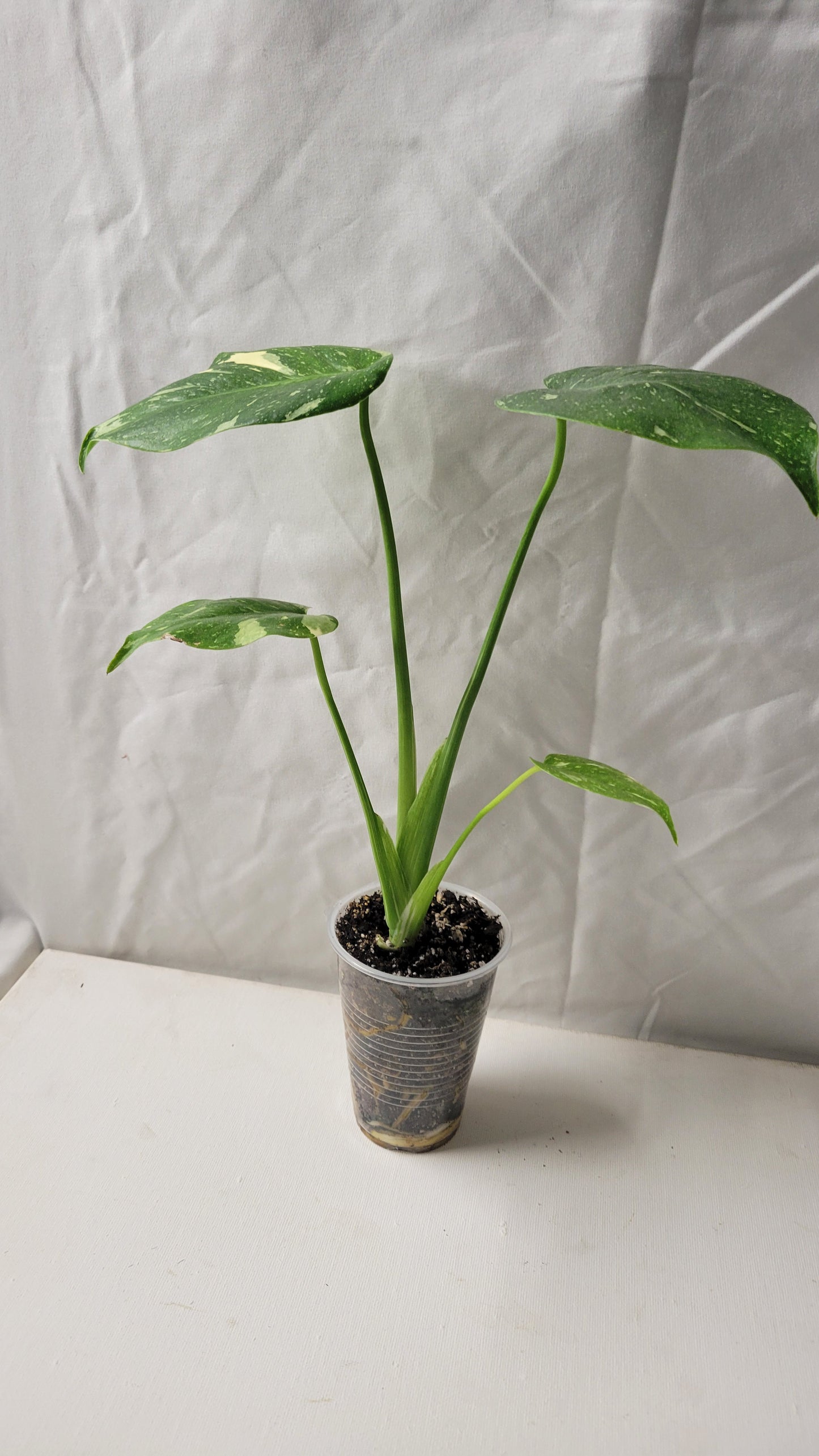 Monstera Thai Constellation #8