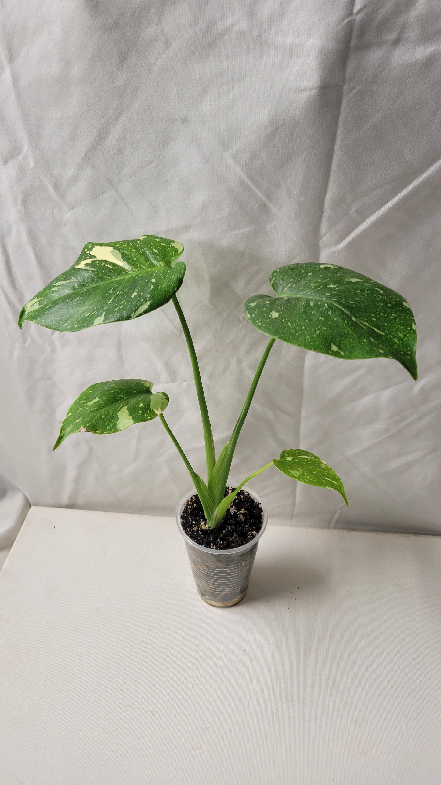 Monstera Thai Constellation #8