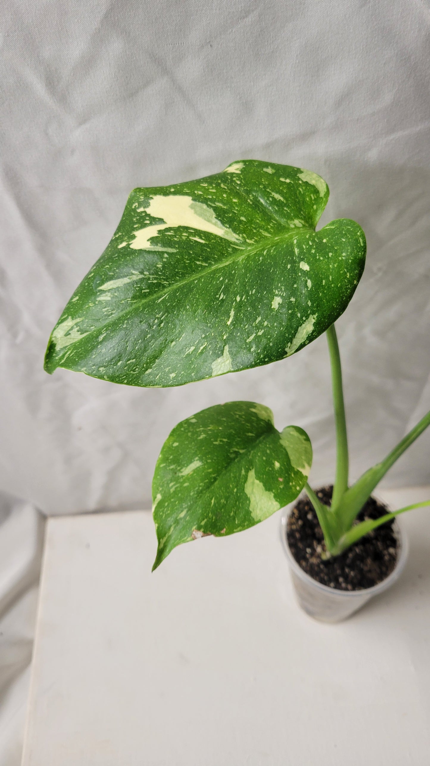 Monstera Thai Constellation #8