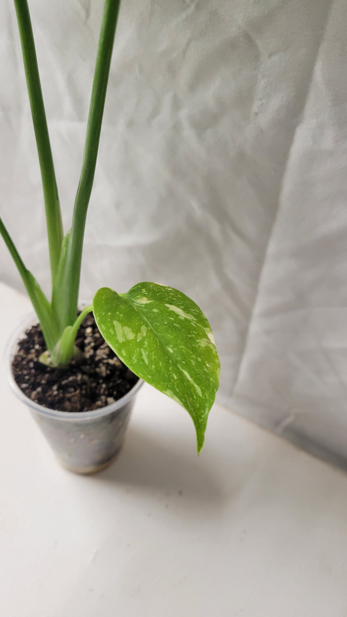 Monstera Thai Constellation #8