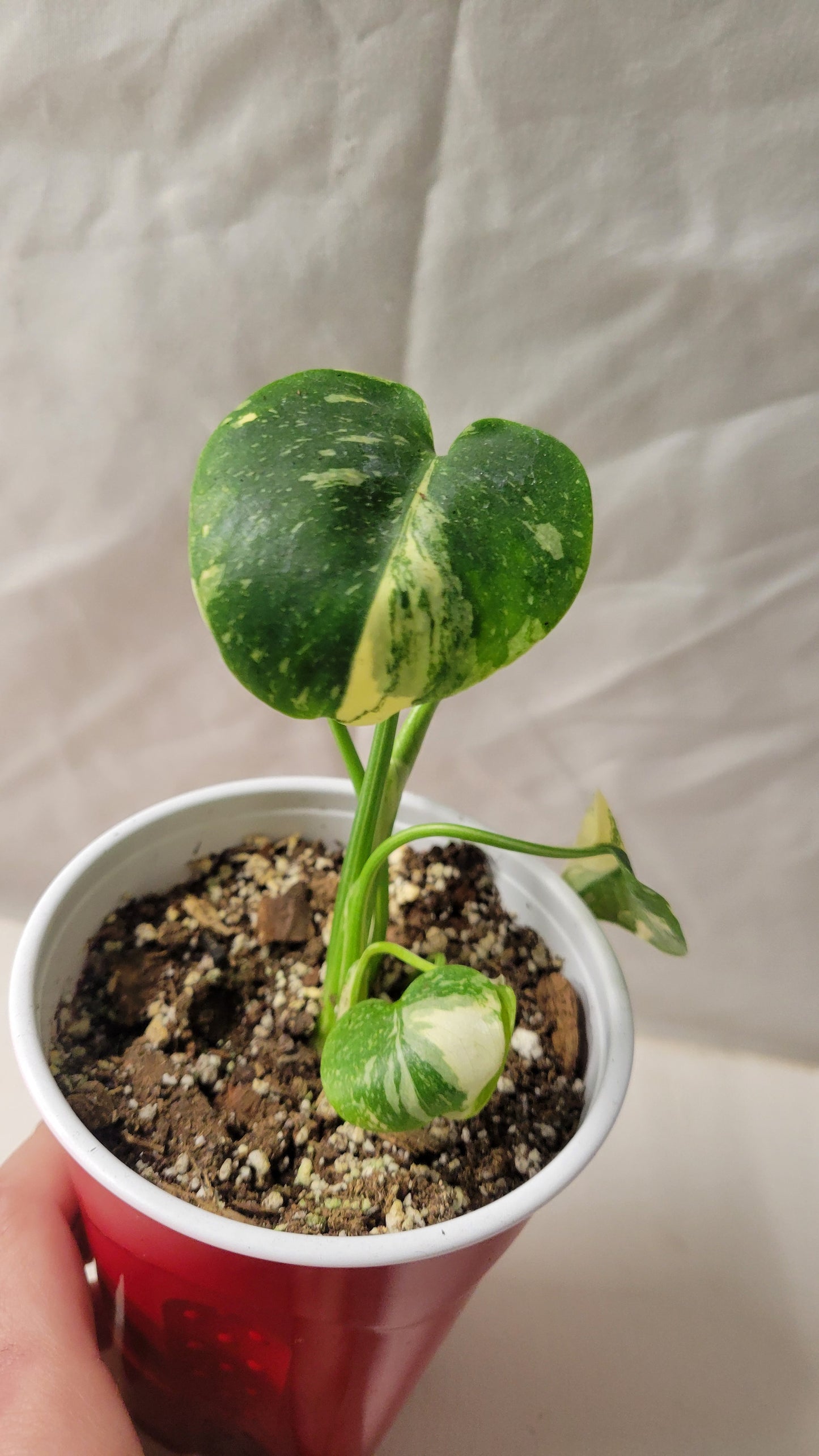 Monstera Thai Constellation #13