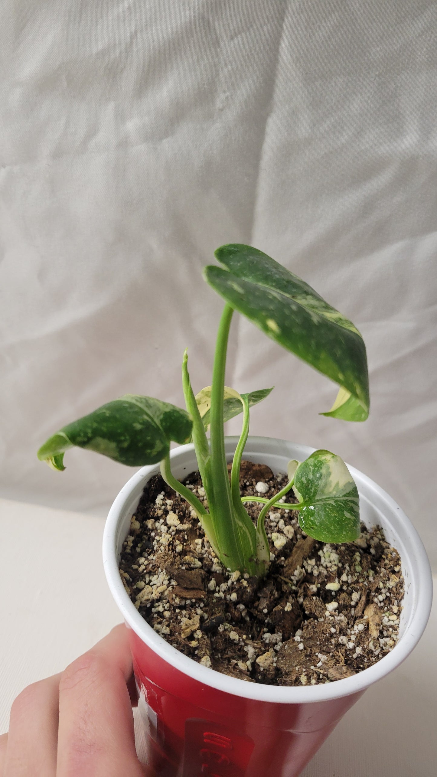 Monstera Thai Constellation #13