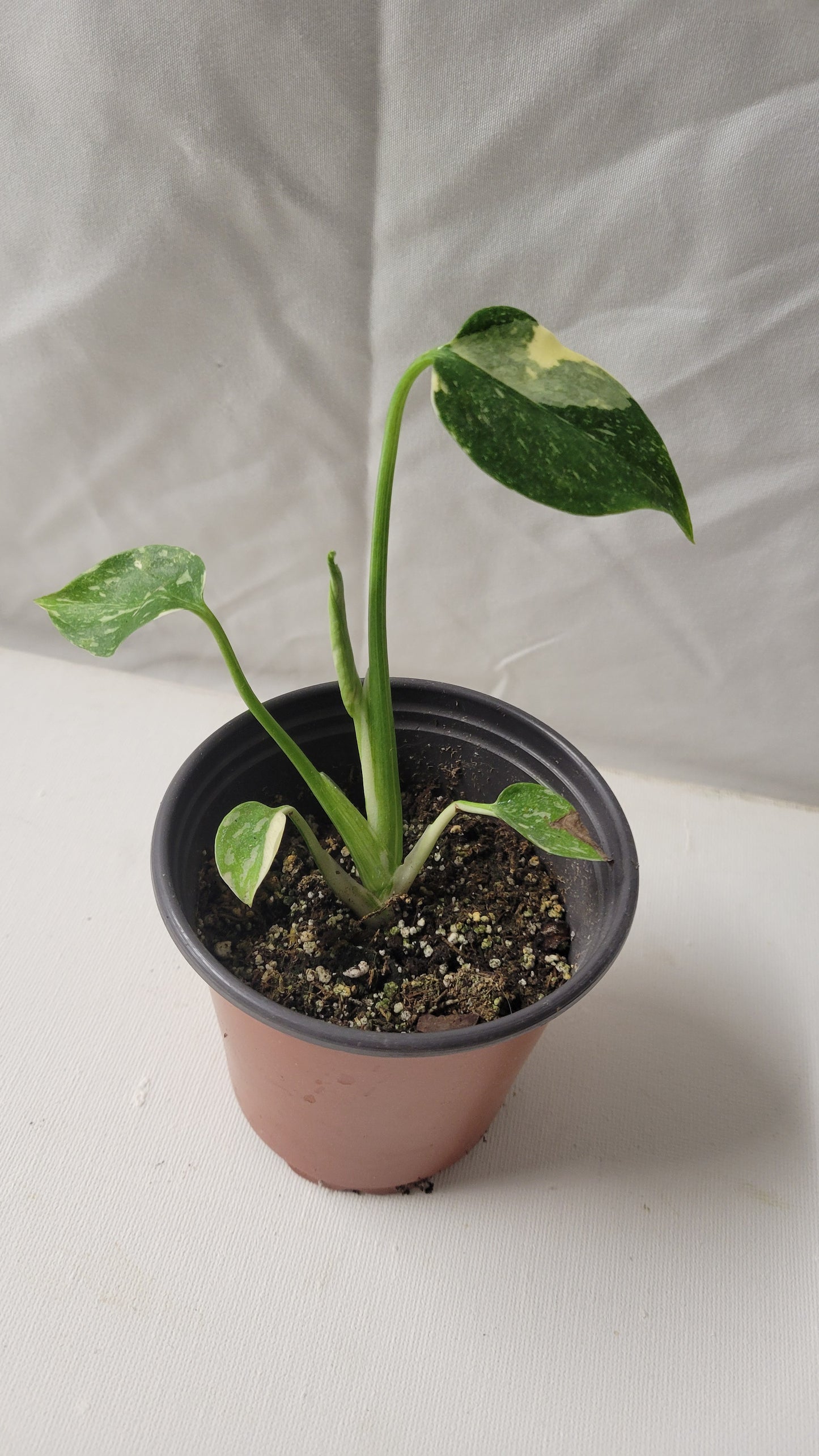 Monstera Thai Constellation #2