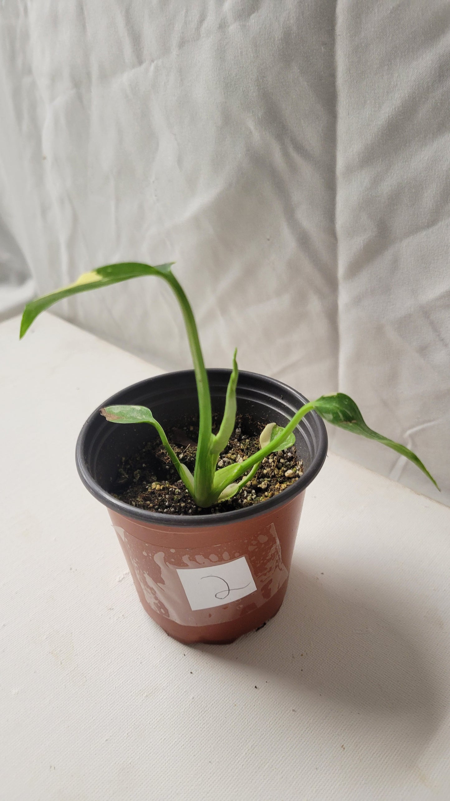 Monstera Thai Constellation #2