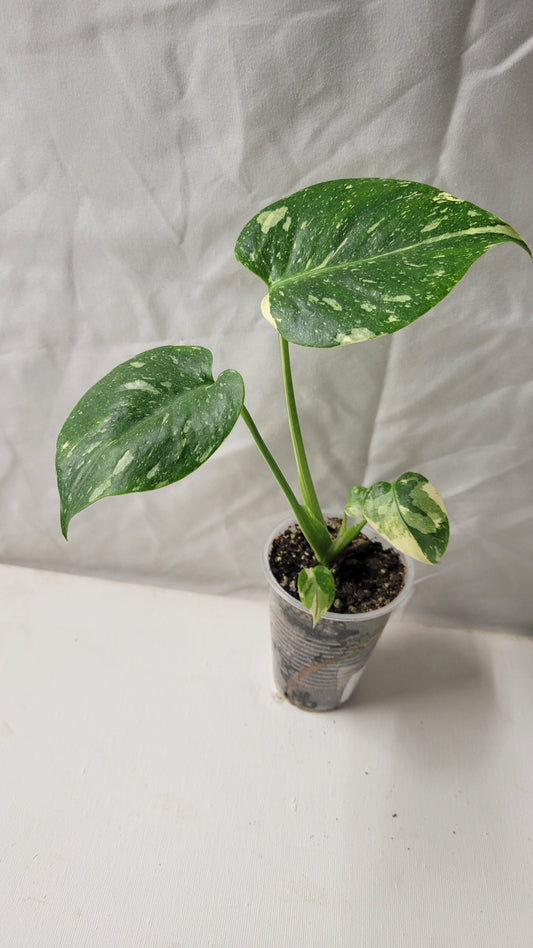 Monstera Thai Constellation #14