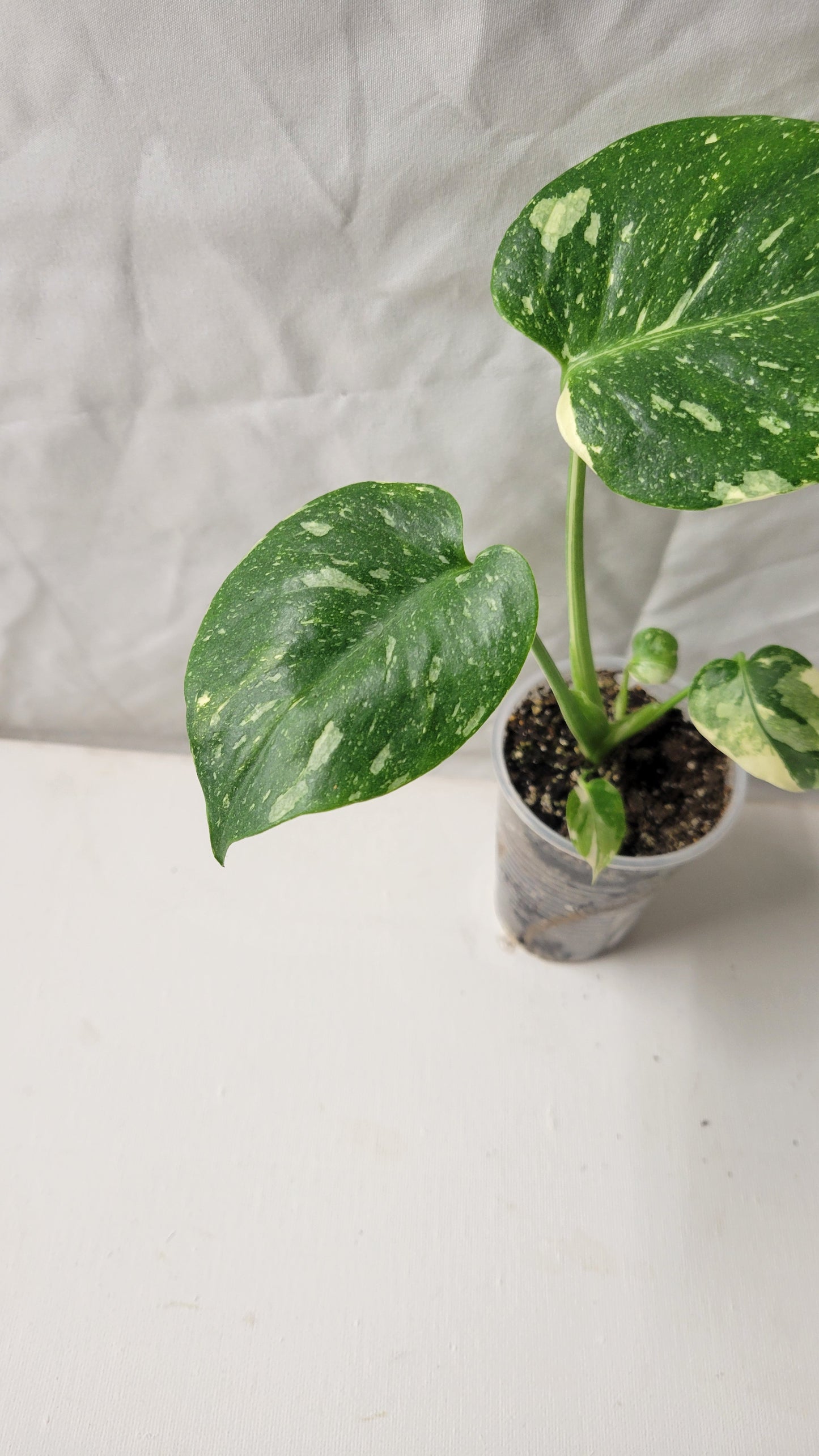 Monstera Thai Constellation #14