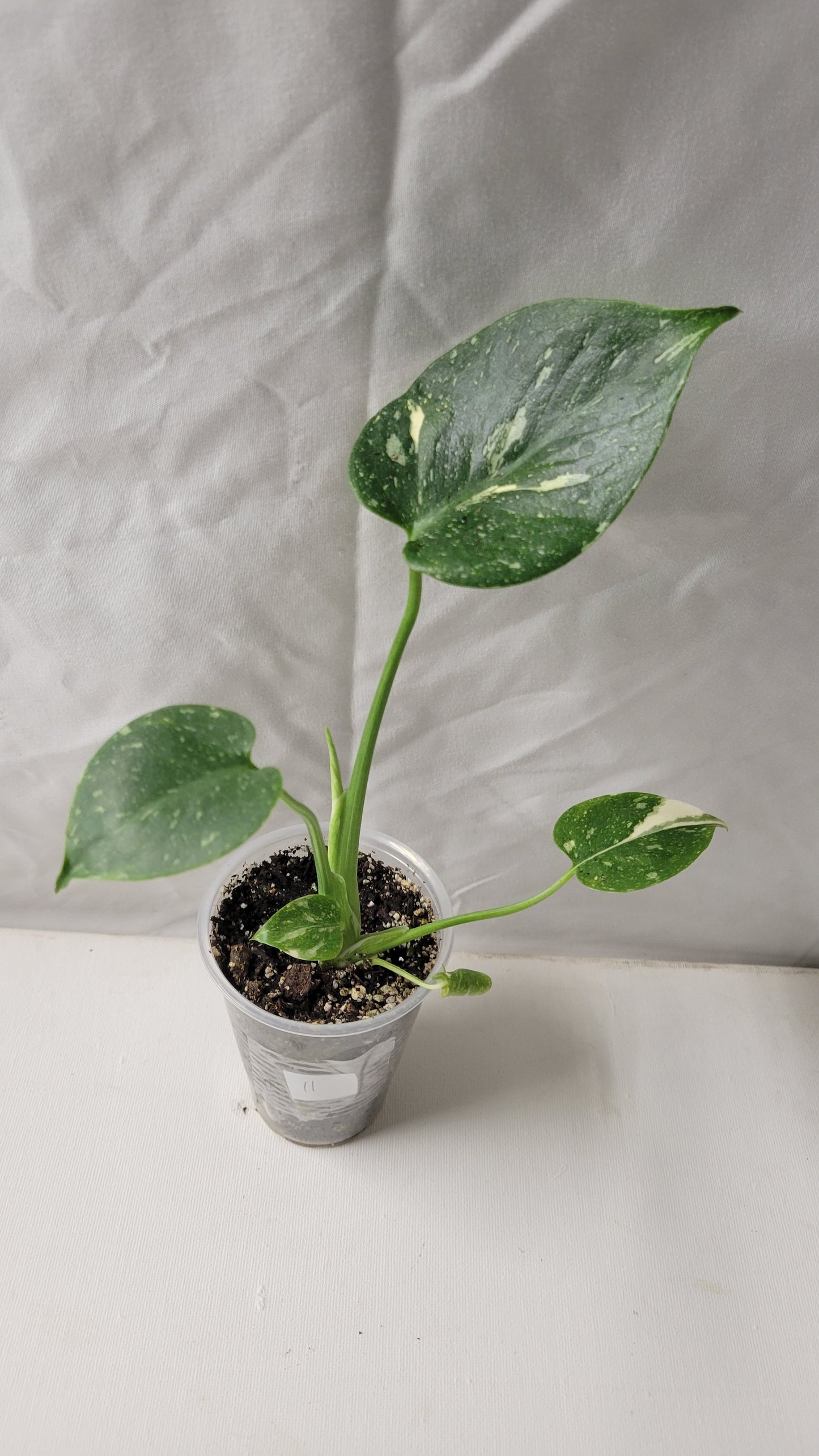 Monstera Thai Constellation #11