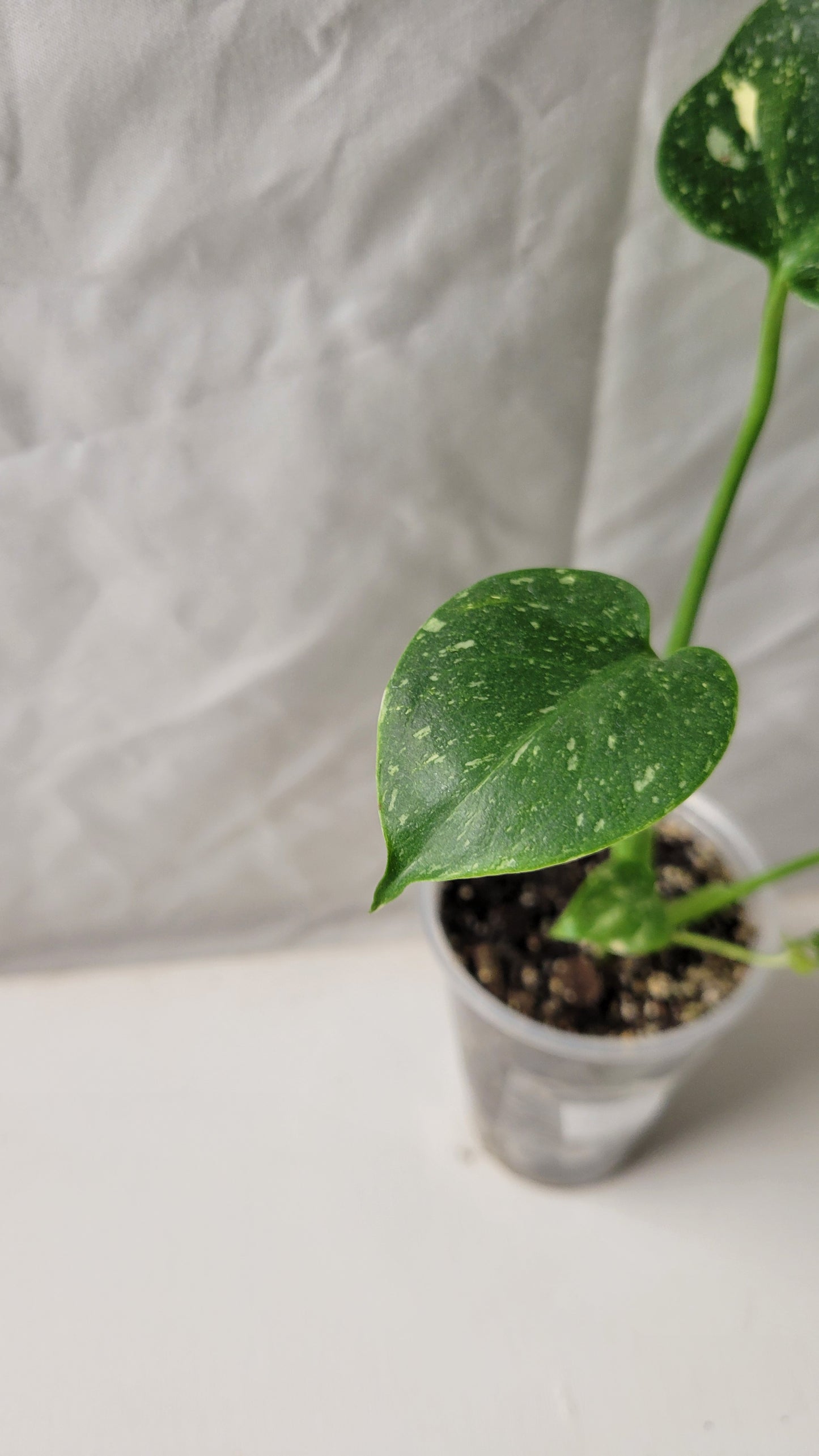 Monstera Thai Constellation #11