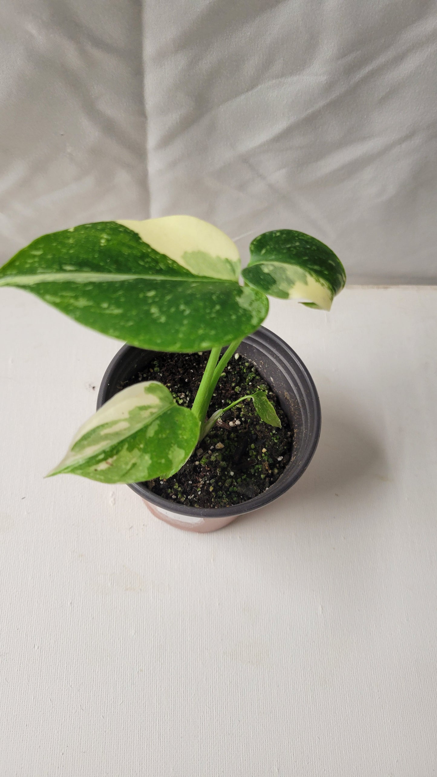 Monstera Thai Constellation #12