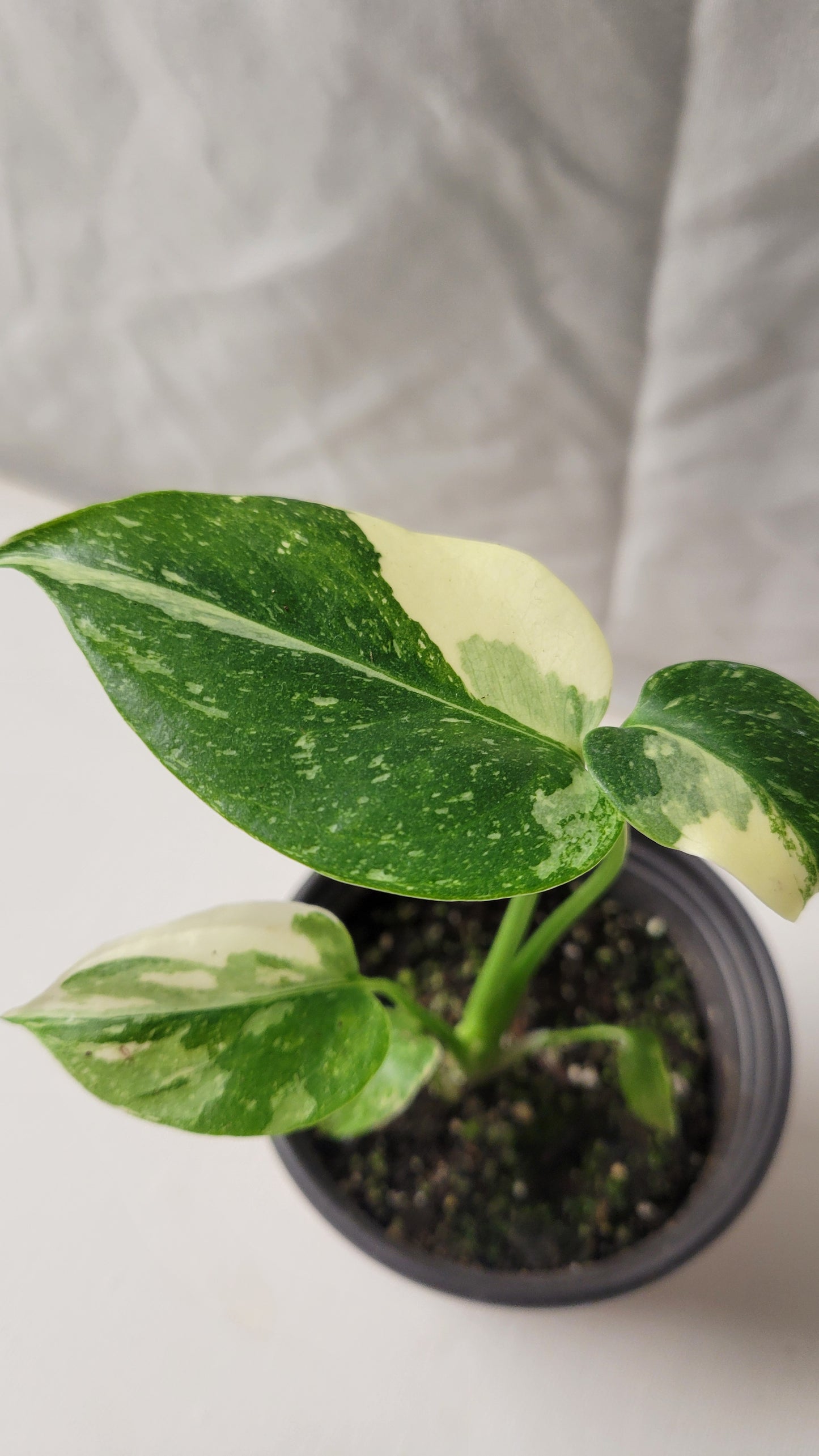 Monstera Thai Constellation #12