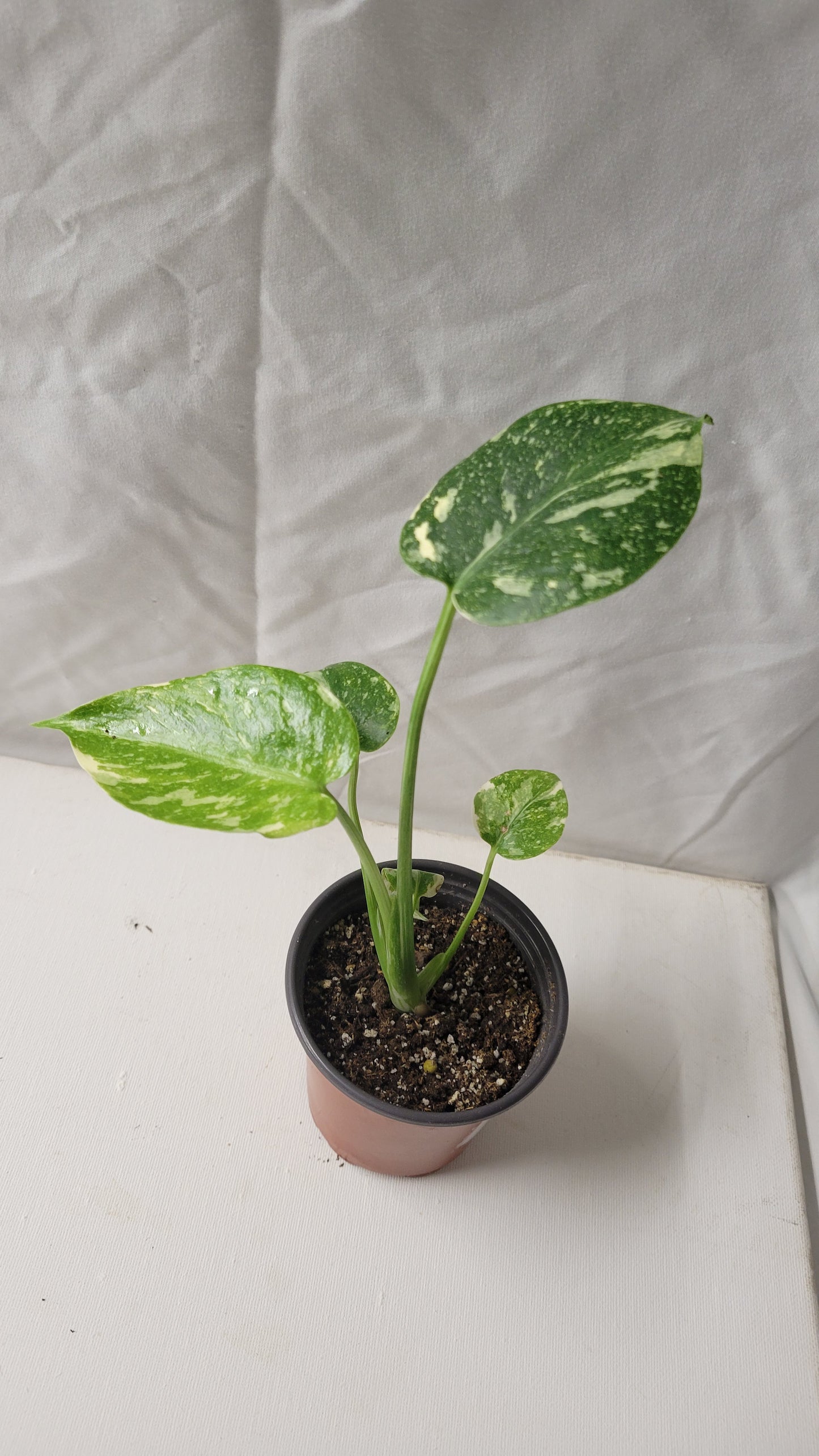 Monstera Thai Constellation #15