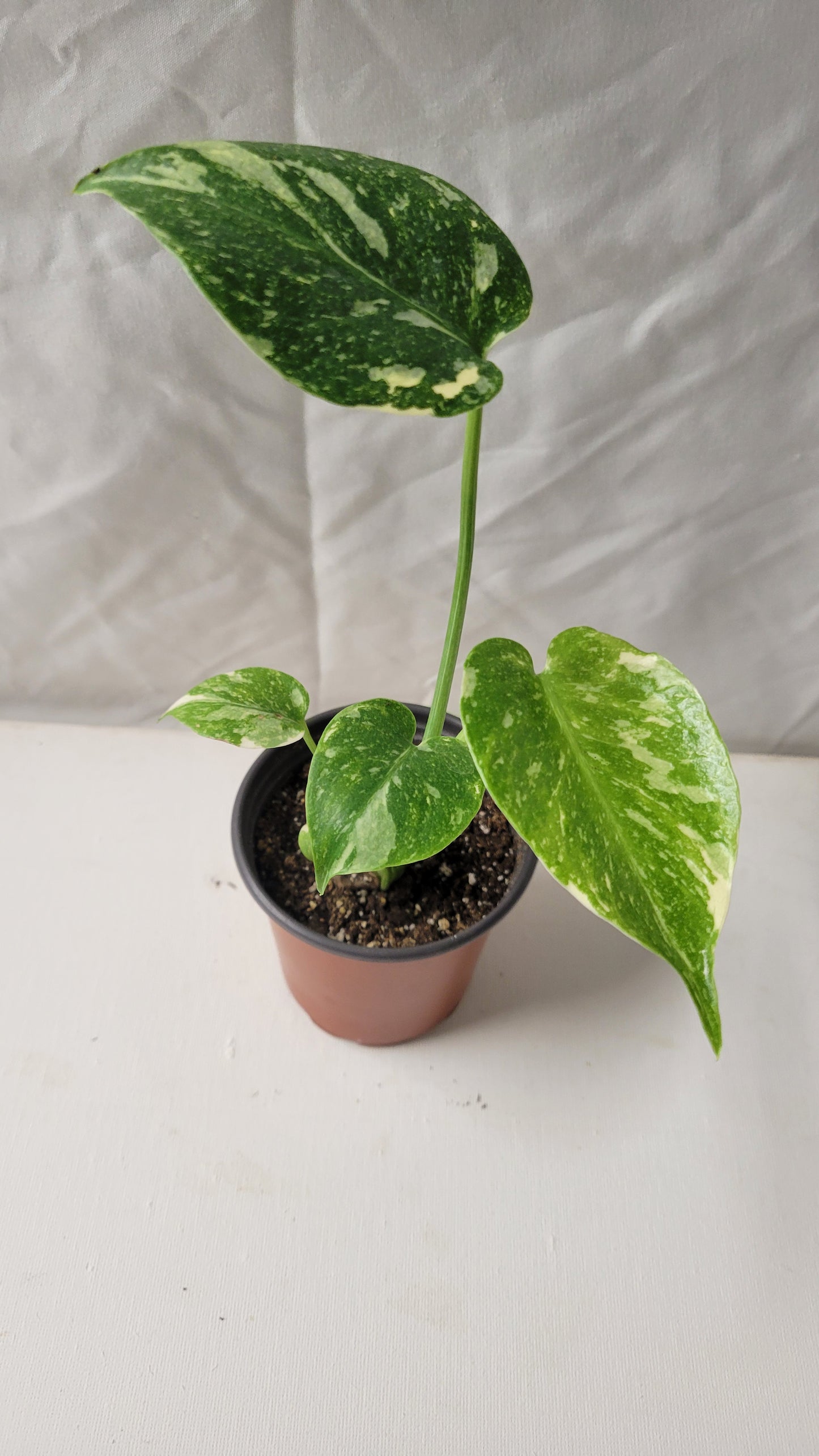 Monstera Thai Constellation #15