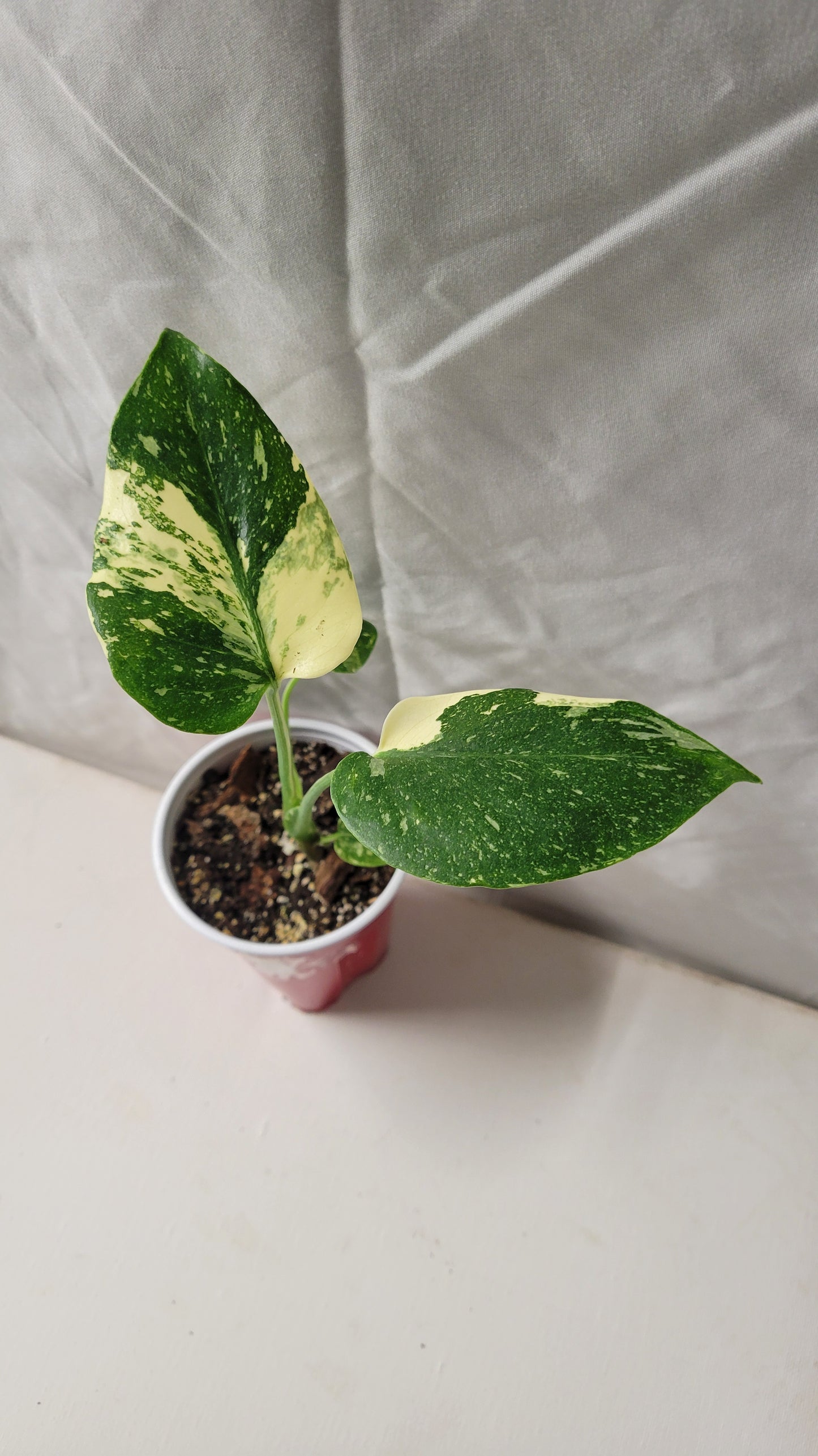 Monstera Thai Constellation #9