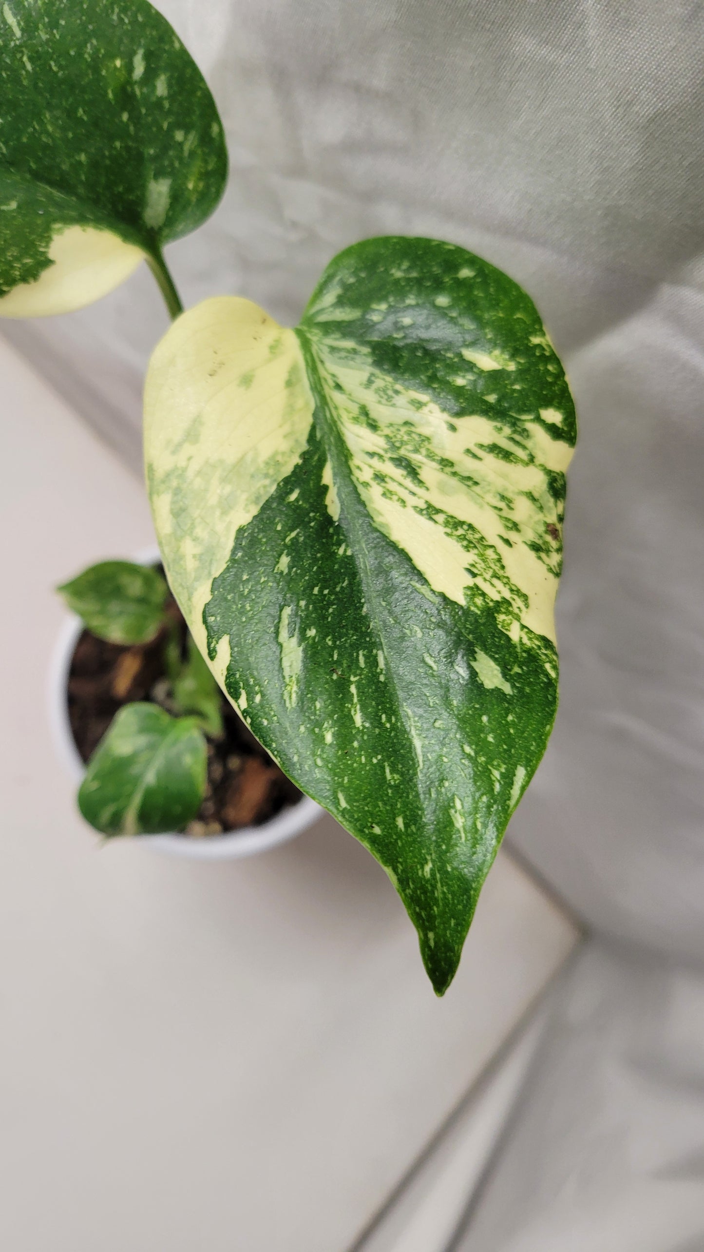 Monstera Thai Constellation #9